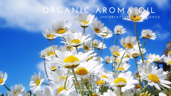 Scentin organic aroma oil